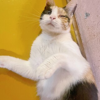 人馴れ◎警戒心0！片目の三毛猫ちゃん