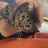 飼育放棄されたスコティッシュ×アメショmix男の子 サムネイル2