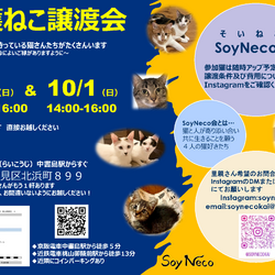 SoyNeco会主催保護ねこ譲渡会