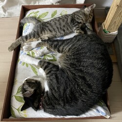 子猫たち、ぐっすりと寝るために