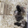 豆田です