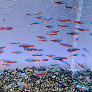 カージナルテトラ70匹ほど