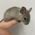 デグー9月12日生まれ　人慣れ間違いなし！
