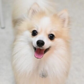 ナデナデされると嬉しいな♪マイペースな男の子