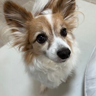 おもちゃ遊びが大好きな！元気なビンゴくん11歳♂