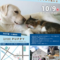 298いぬねこ譲渡会 サムネイル1