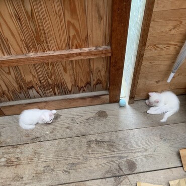 狛犬ポジション。最近お外気になってますね〜