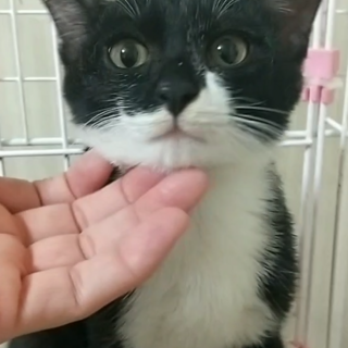 黒●白○甘えん坊主オセロくん