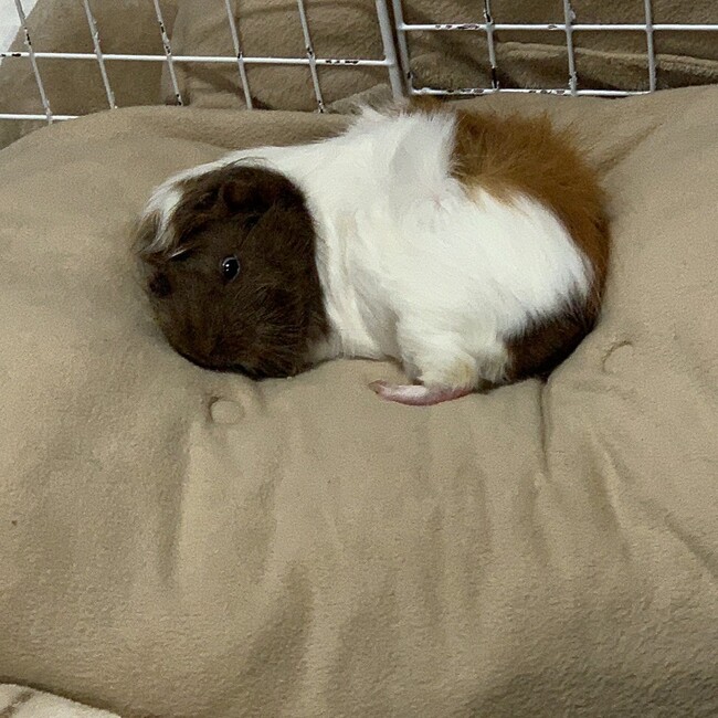 しんもるふくのカバー写真