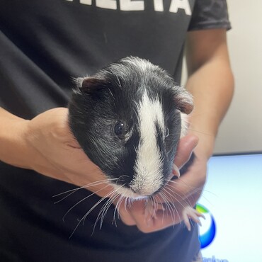 クレステットテディから産まれたオスのカイくん生後8ヶ月