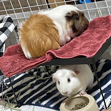 先住モルモットのもるちゃんとふくちゃん