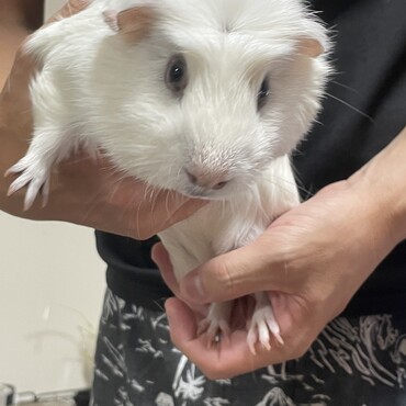 クレステットテディから産まれたオスのライくん生後8ヶ月
