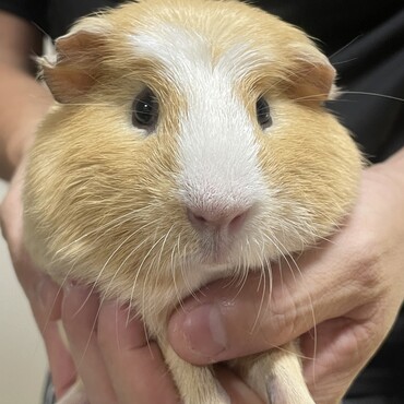 クレステットテディから産まれたオスのわらびくん生後8ヶ月