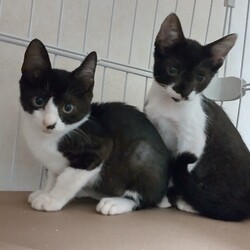 猫の譲渡会　in　名古屋市昭和生涯学習センター サムネイル3