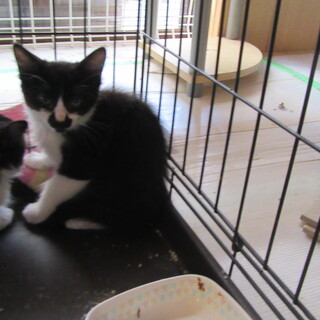 生後2ヵ月　タキシードキャット男の子⑤