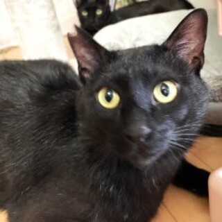 黒猫まつり②らっきー