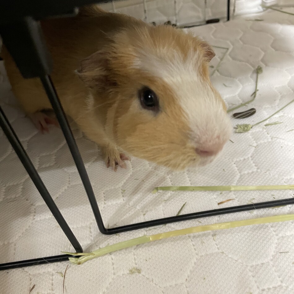 わらびくんのカバー写真