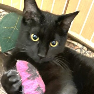 黒猫まつり①ジュニボー