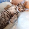 さみしがり屋のキジトラ♡ユキ　(FeLV陽) サムネイル3