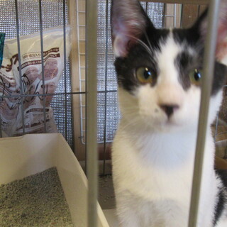 生後3ヶ月位　白黒の男の子