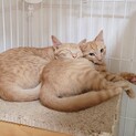むーことむーちょ