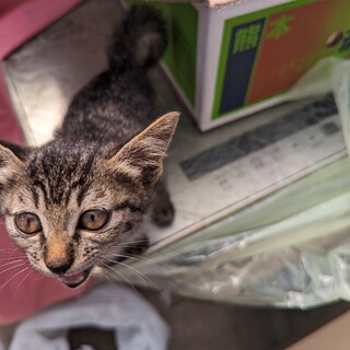 子猫を育てて下さい。