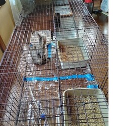 「ケージを半分以下に」サムネイル2