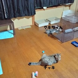 「ケージを半分以下に」サムネイル3