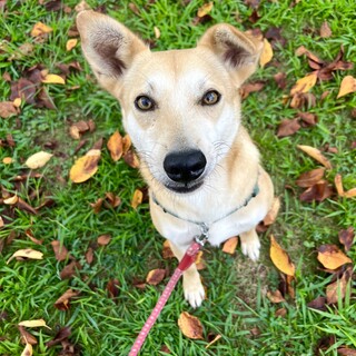 『ノック』（推定２歳メス、避妊手術済）