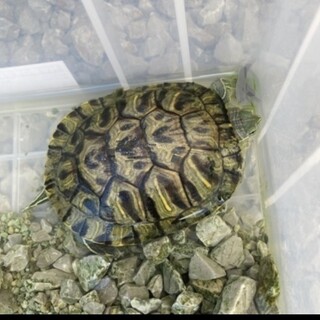 ミドリガメ　ミシシッピアカミミガメ