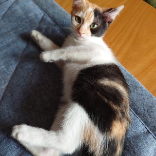 かわい子ちゃん