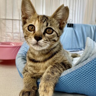 動物病院の保護猫・とっても美人なピオーネちゃん