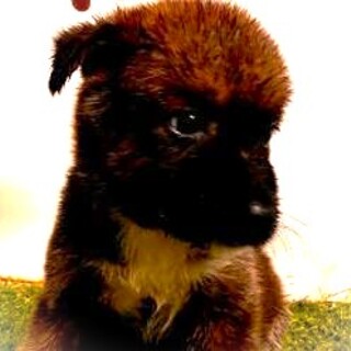 5-3-170◆可愛い子犬◆家族に迎えませんか？