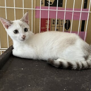 綺麗なブルーアイのシールポイント兄弟！