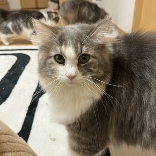 ノルウェージャンフォレストキャット♀
