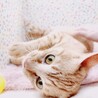 【9/17東日本橋】永遠の子猫気質♡しんまいくん サムネイル2