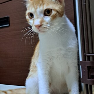 可愛い♂️の茶トラ君です✨