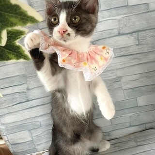 【9/17東日本橋】魅惑のホクロ♥️こまちちゃん