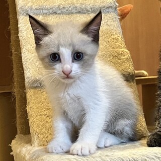 10/15西千葉ෆ⃛おっとり子猫ෆ⃛ピアくん