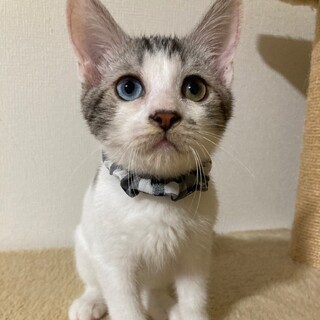 お腹を見せて甘える人なれ抜群★マレくん