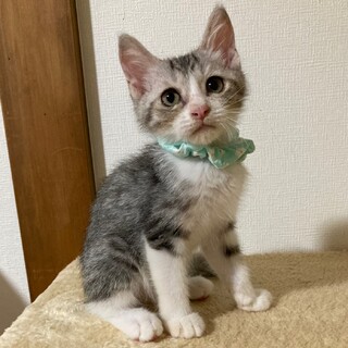 物怖じせず元気に遊ぶ甘えん坊★ミクくん