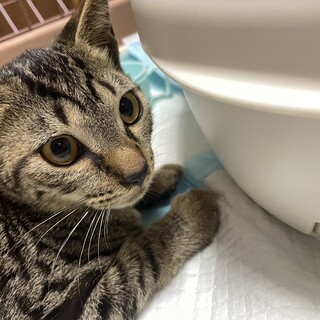 キジ猫のオス♪♪生後5ヶ月☆