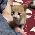 ⭐️引取り完了⭐️子猫5匹の内の1匹