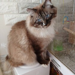 つくば市上ノ室　猫の里親会