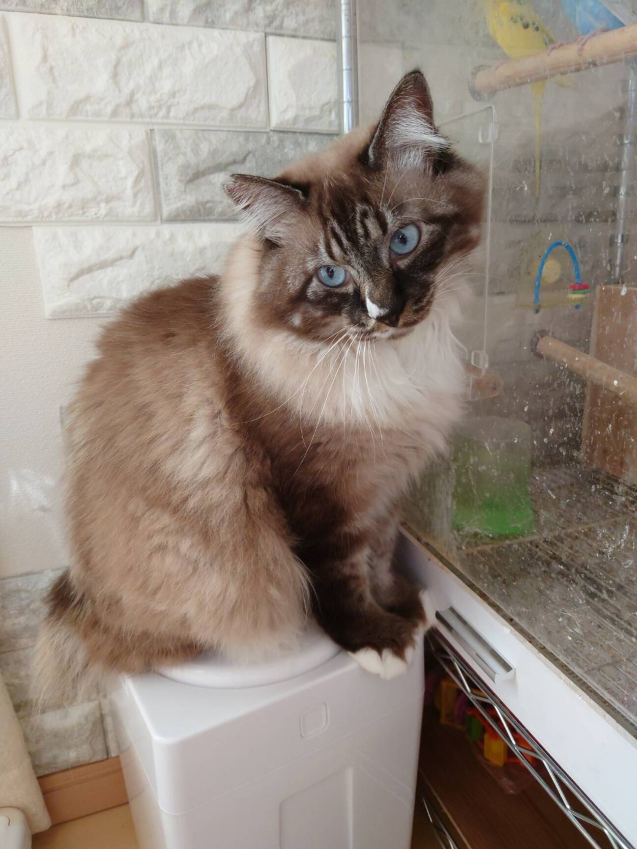 名前は「たぬき」と言います」茨城県 - 猫の里親募集(469502