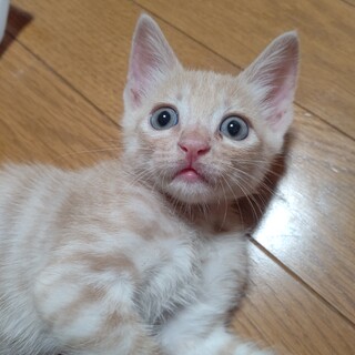 9/17加古川の譲渡会に参加します♥️♥️