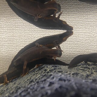 アカハライモリ