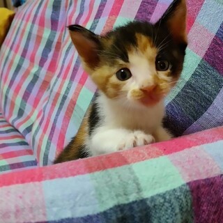 生後数週間の子猫です