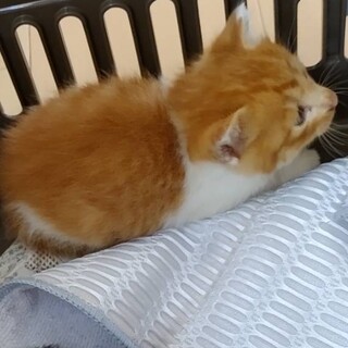 生後数週間の子猫です