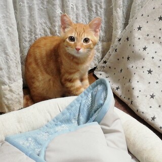 ★再募集★遊ぶの大好き☆茶トラ男子☆茶たろう